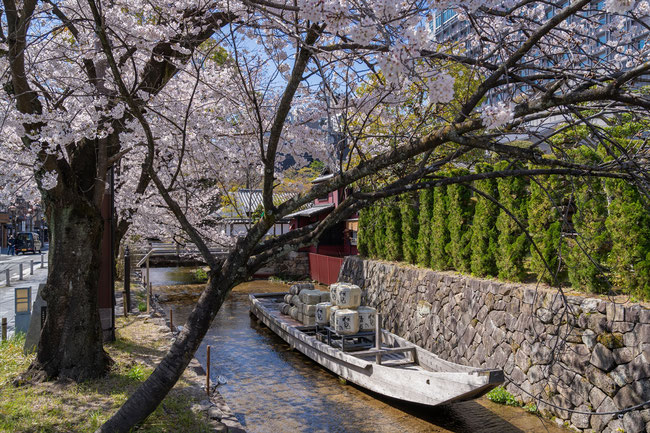 京都の桜「高瀬川」一之舟入