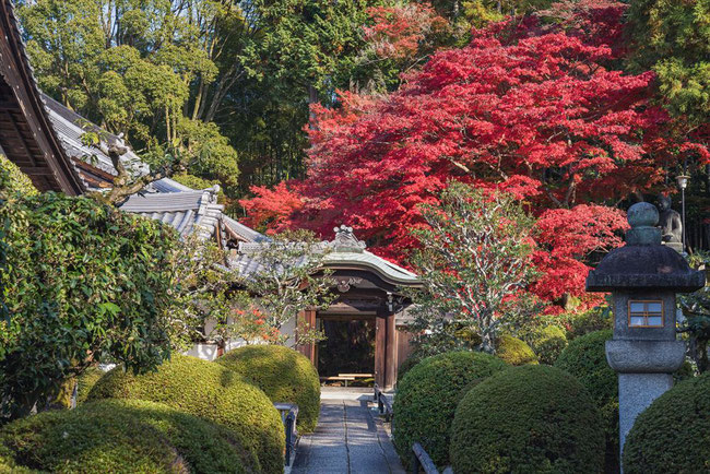 栄摂院の紅葉