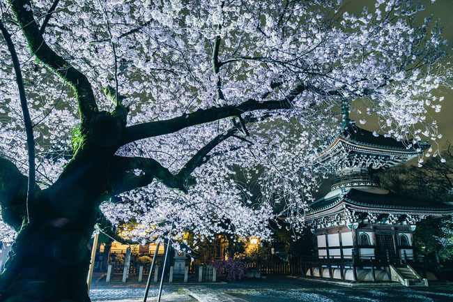 京都の桜「本法寺」満開の桜のライトアップ