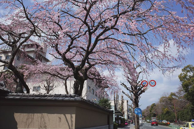 （京都桜の名所）京都御苑西側の桜