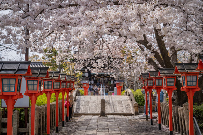 京都の桜「六孫王神社」ソメイヨシノ満開