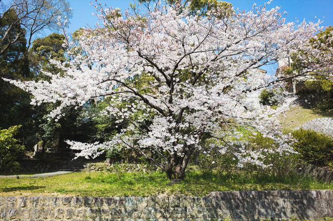 （京都桜の穴場）智積院の桜