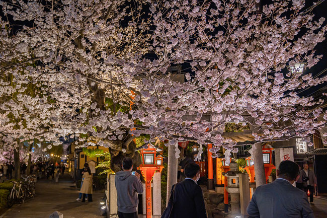 京都の桜「辰巳大明神」満開の桜のライトアップ