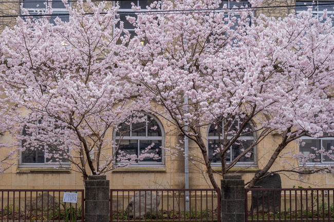京都の桜「旧成徳中学校」春めき桜