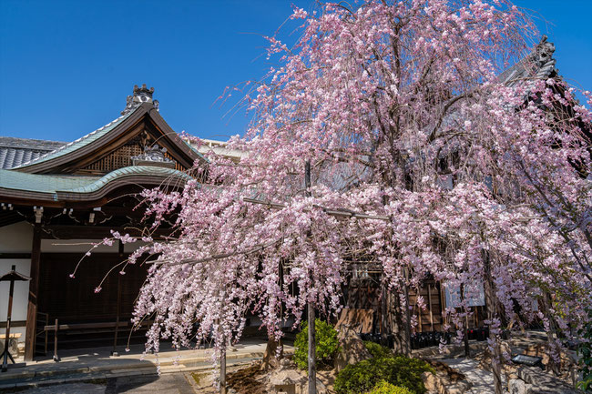 京都の桜「妙蓮寺」満開の桜