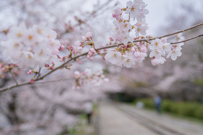 京都の桜「インクライン」早朝のソメイヨシノ