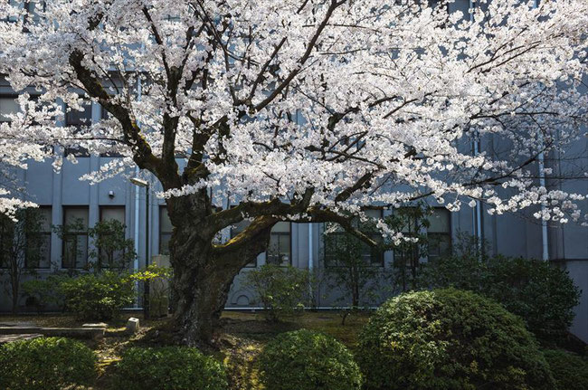 （京都桜の穴場）智積院の桜