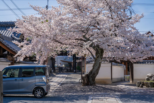 京都の桜「本隆寺」満開の桜