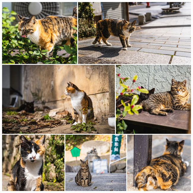 旅行記、佐賀県唐津市の唐津城にいた野良猫