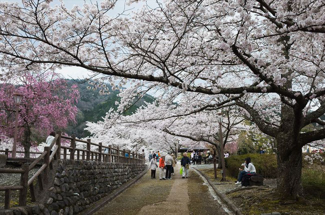 （京都桜の穴場）亀岡市七谷川「和らぎの道」の桜