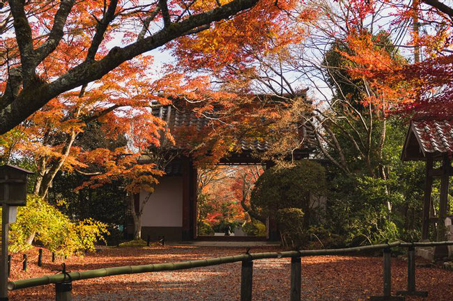 京都常照寺の紅葉