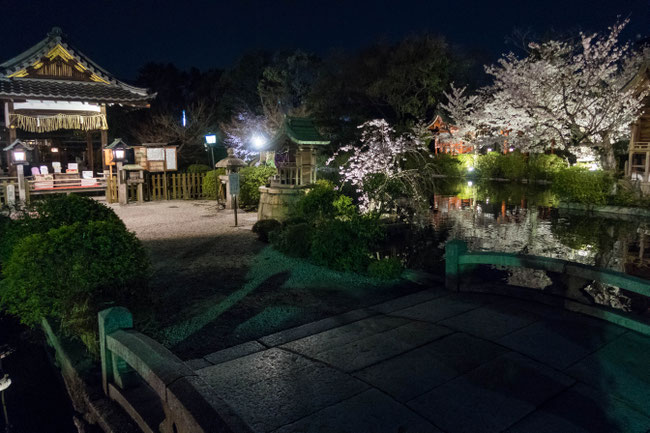 京都・神泉苑ライトアップの桜