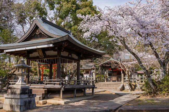 京都の桜「竹中稲荷神社」満開