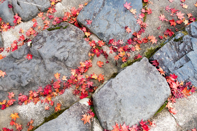 高雄神護寺 石階段の紅葉