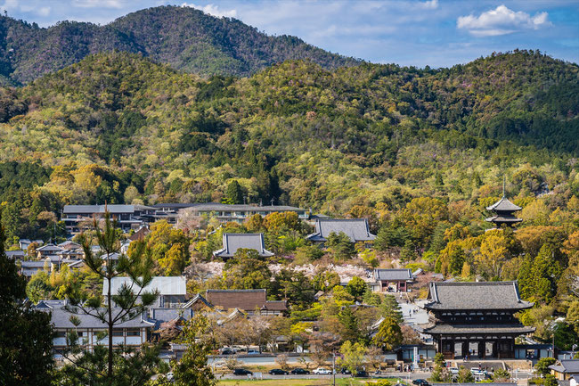 京都の桜「仁和寺」遠景