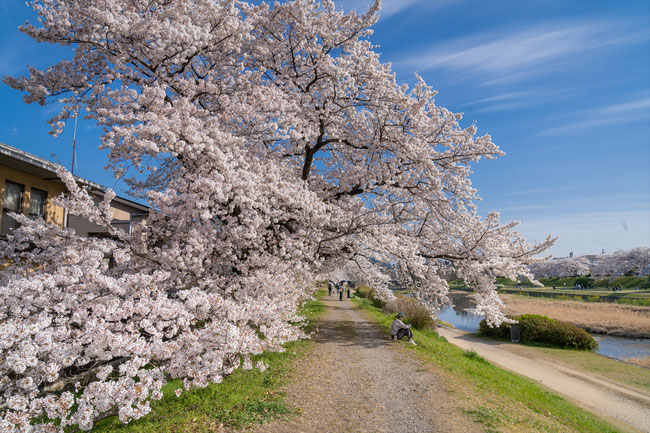 京都の桜「賀茂川」