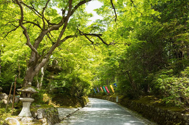 新緑の赤山禅院参道