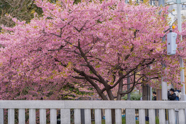 京都の桜「一条戻り橋」河津桜