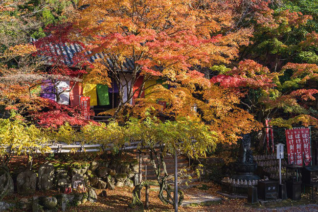 秋の今熊野観音寺のもみじ