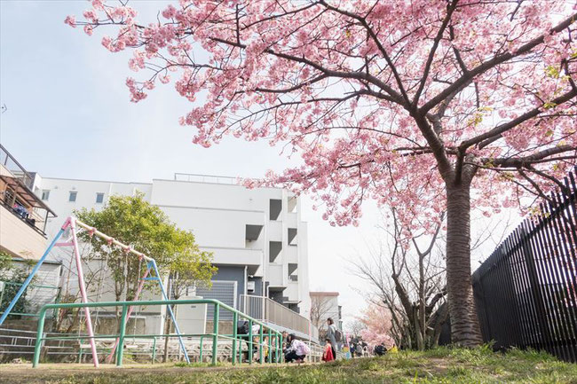 （京都桜の穴場）淀水路の河津桜