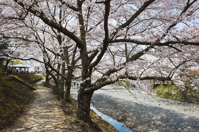 （京都桜の名所）亀岡市七谷川「和らぎの道」の桜