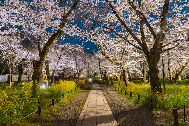 京都の桜「平野神社」満開の桜のライトアップ