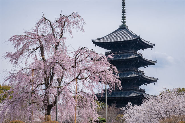 京都の桜「東寺」