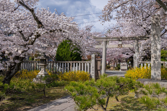 京都の桜「法伝寺(咤枳尼天)」満開