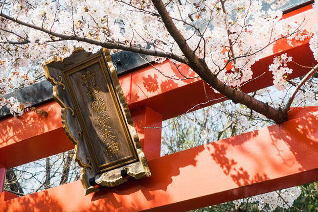 （京都桜の穴場）竹中稲荷神社の鳥居と桜