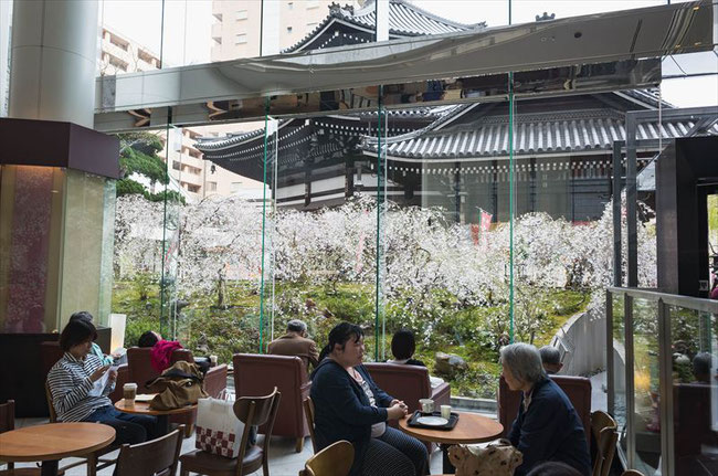 （京都桜の名所）六角堂のスタバから見る桜