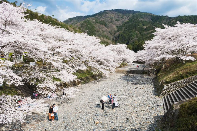 （京都桜の名所）亀岡市七谷川「和らぎの道」の桜