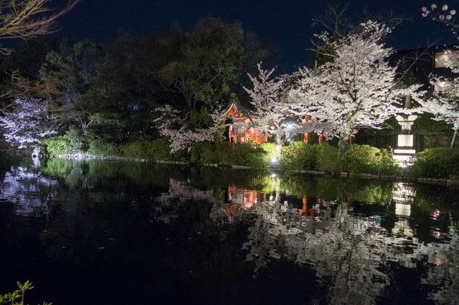 京都・神泉苑ライトアップの桜