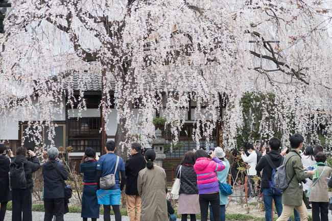 （京都桜の穴場）本満寺の枝垂れ桜