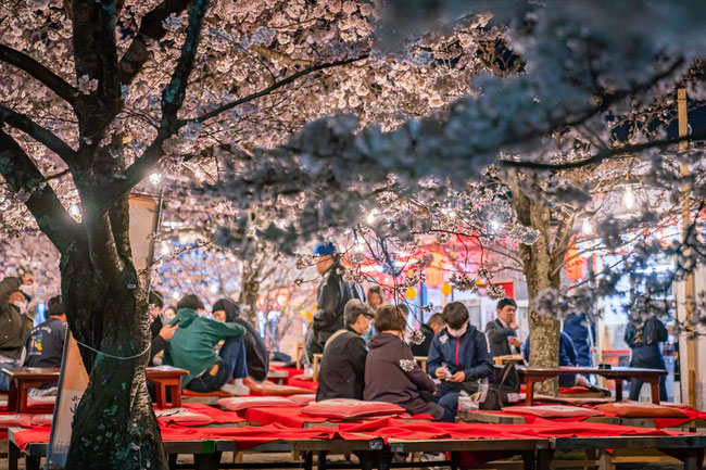 京都の桜「円山公園」満開の桜のライトアップ