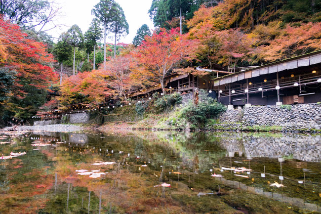 高雄紅葉 京都トレイル北山西部コース