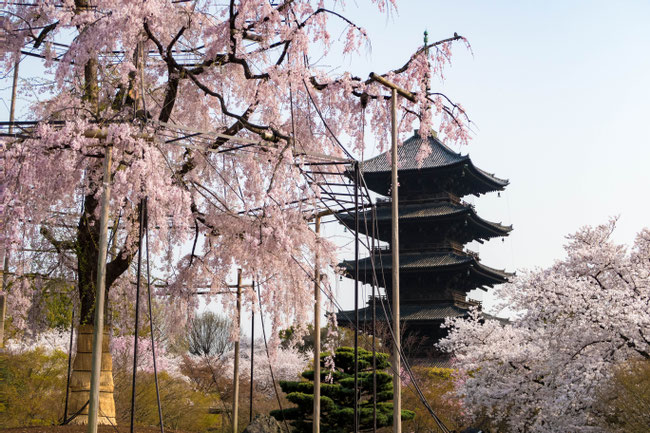 京都・東寺の不二桜