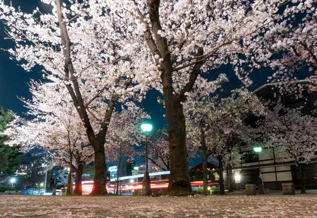 京都・祇園白川ライトアップの桜