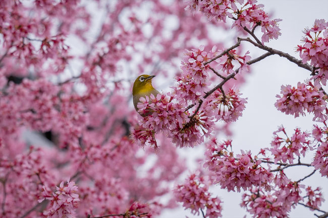 京都の桜「長徳寺」おかめ桜