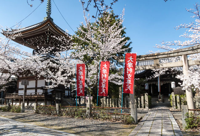 京都・本法寺の桜