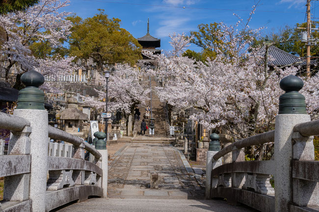 京都の桜「金戒光明寺」満開