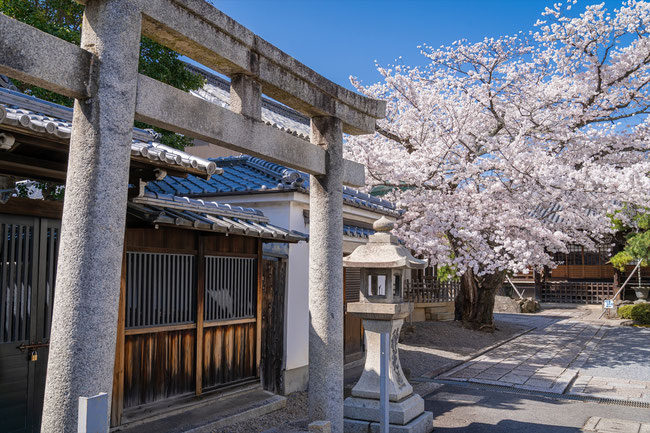 京都の桜「本隆寺」満開の桜