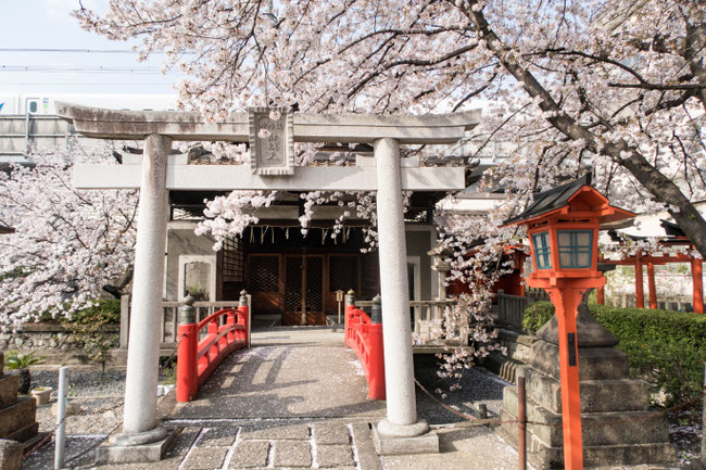 京都・六孫王神社の桜