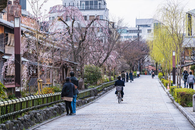 京都の桜「祇園白川」枝垂れ桜