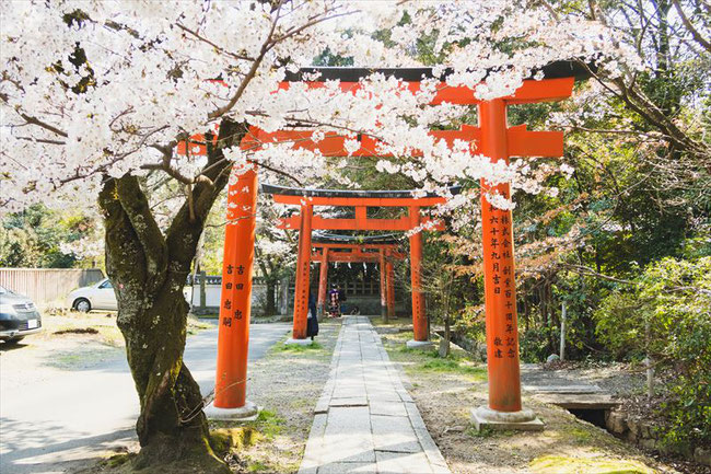 （京都桜の穴場）竹中稲荷神社の桜