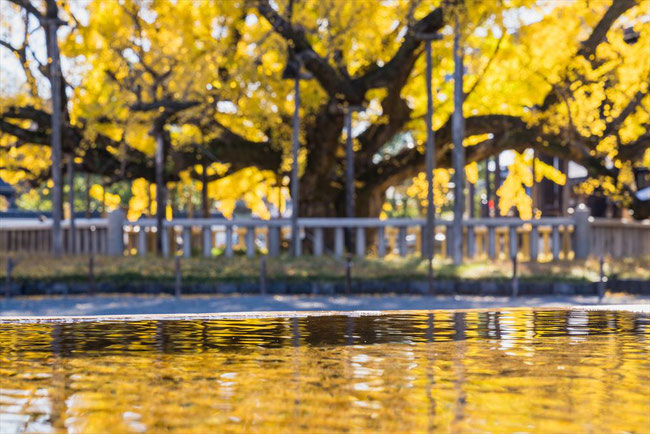 西本願寺のイチョウと水面