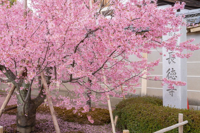 京都の桜「長徳寺」おかめ桜