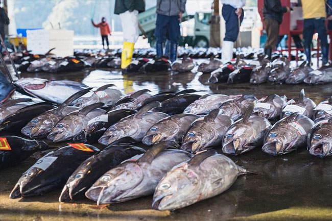 勝浦漁港　マグロセリ