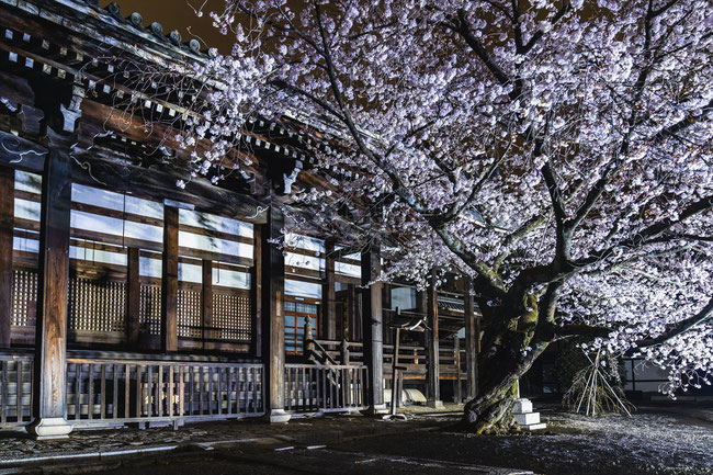 京都の桜「本法寺」満開の桜のライトアップ