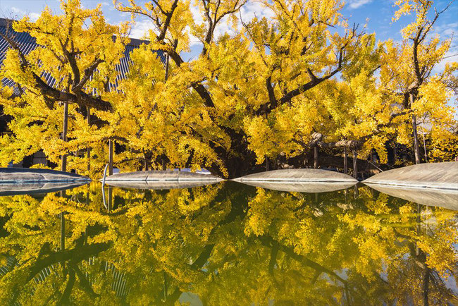 西本願寺のイチョウの鏡面写真