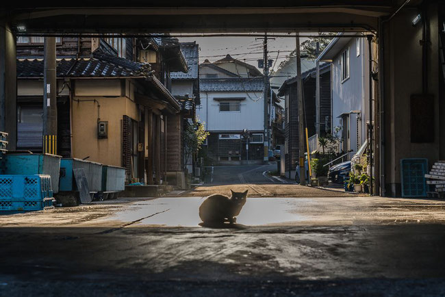 兵庫県竹野漁港と猫